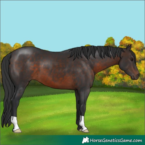 Horse Color:Brown 