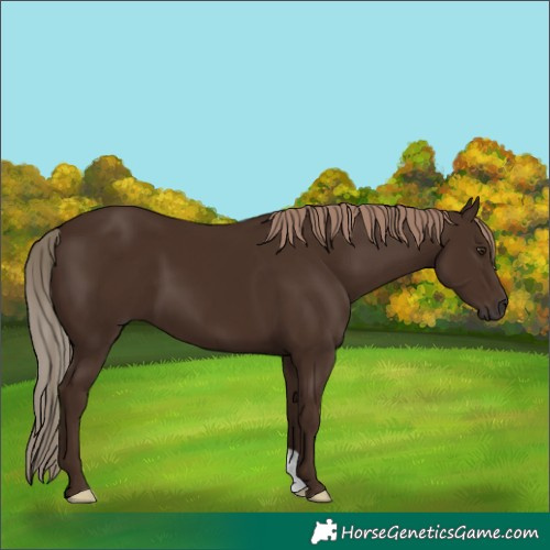 Horse Color:Liver Chestnut 