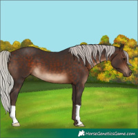 Horse Color:Silver Brown