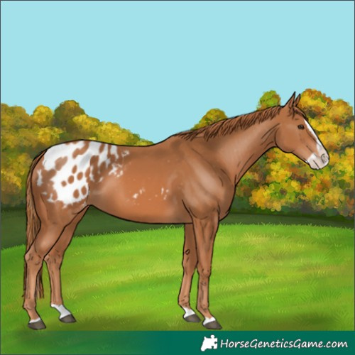 Horse Color:Chestnut Splash Blanket