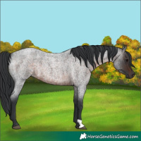 Horse Color:Brown Roan Rabicano 