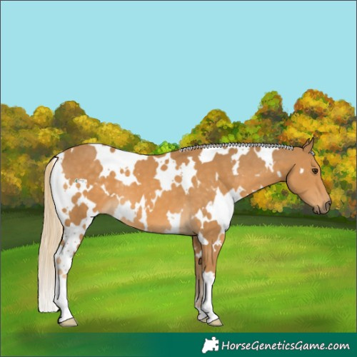 Horse Color:White Spotted Palomino 