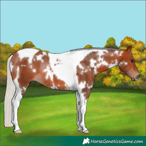 Horse Color:White Spotted Silver Bay Tobiano Rabicano 