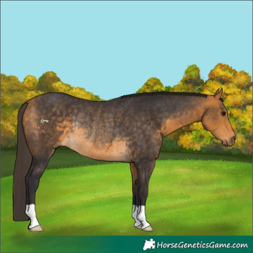 Horse Color:Buckskin Rabicano 