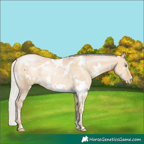 Horse Color:White Spotted Silver Buckskin Pearl Dun Rabicano 