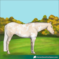Horse Color:White Spotted Silver Buckskin Pearl Dun Rabicano
