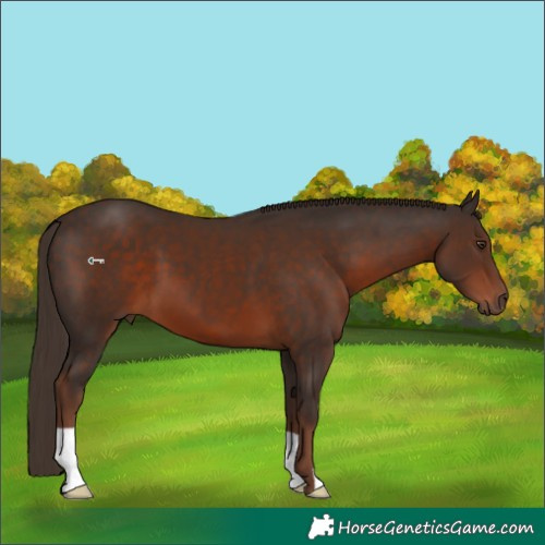 Horse Color:Liver Chestnut 
