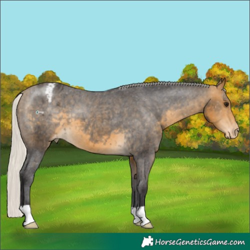 Horse Color:Silver Buckskin Appaloosa 