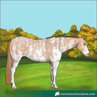 Horse Color:Bay Pearl Sabino