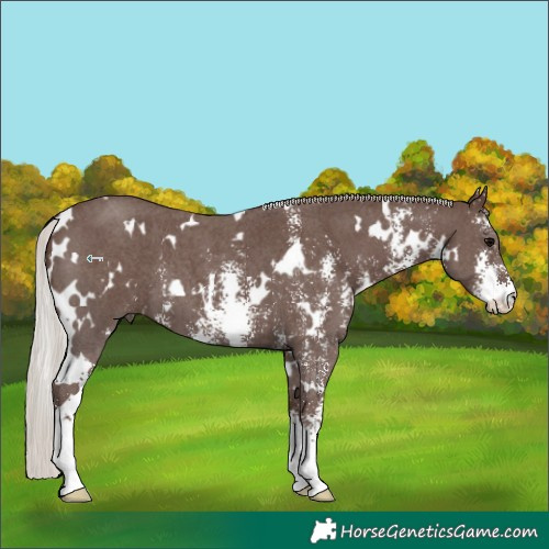 Horse Color:White Spotted Silver Black Sabino 