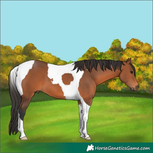 Horse Color:Bay Tobiano