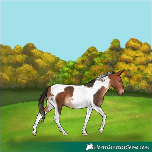Horse Color:Bay Tobiano 