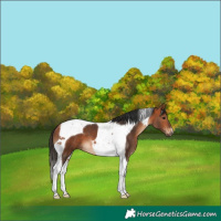 Horse Color:Bay Tobiano