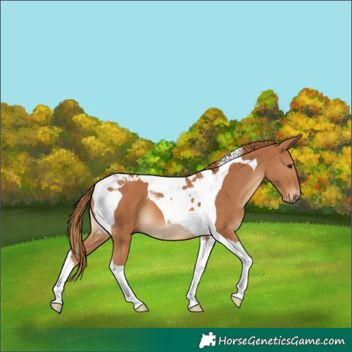 Horse Color:Chestnut Tobiano 