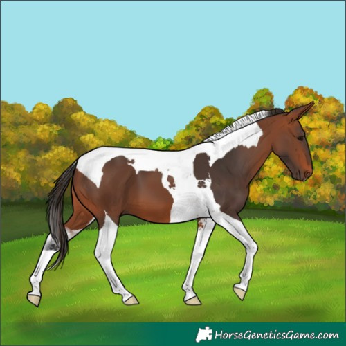 Horse Color:Bay Tobiano 