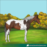 Horse Color:Bay Tobiano 