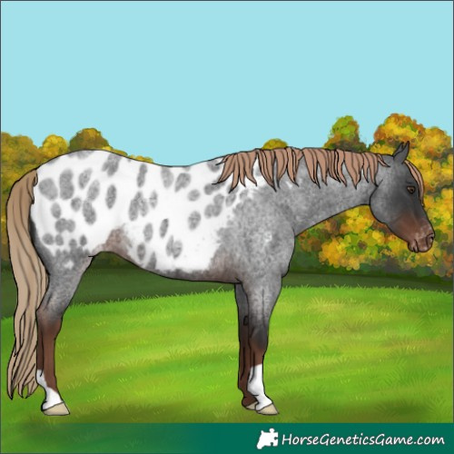 Horse Color:Liver Red Roan Appaloosa 