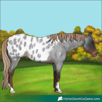 Horse Color:Liver Red Roan Appaloosa