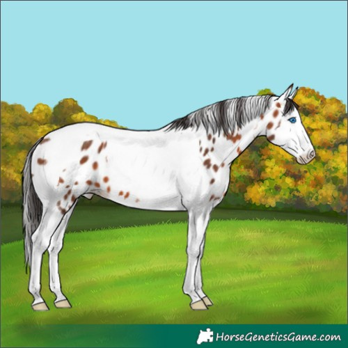Horse Color:Bay Splash Tobiano Appaloosa 