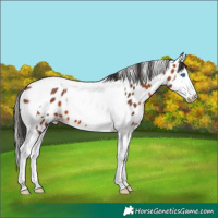 Horse Color:Bay Splash Tobiano Leopard 