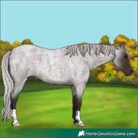 Horse Color:Silver Brown Roan