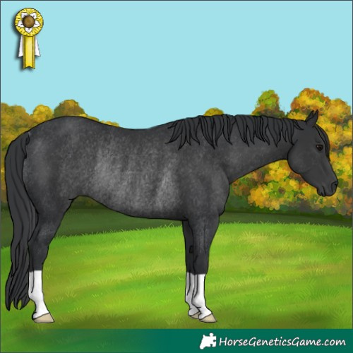Horse Color:Black Rabicano 