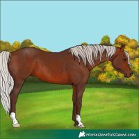 Horse Color:Silver Bay