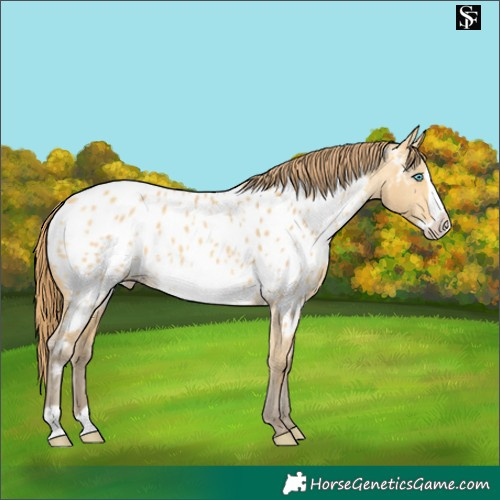 Horse Color:Amber Cream Champagne Dun Frame Appaloosa