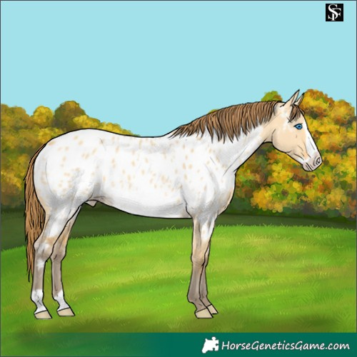 Horse Color:Amber Cream Champagne Dun Frame Appaloosa