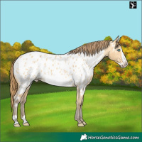 Horse Color:Amber Cream Champagne Dun Frame Near Leopard 