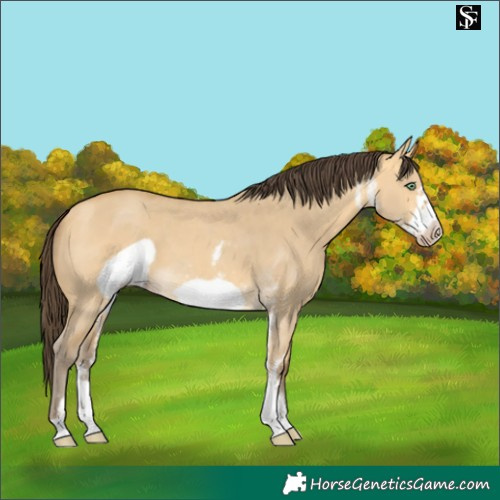 Horse Color:Amber Cream Champagne Dun Sabino Frame 