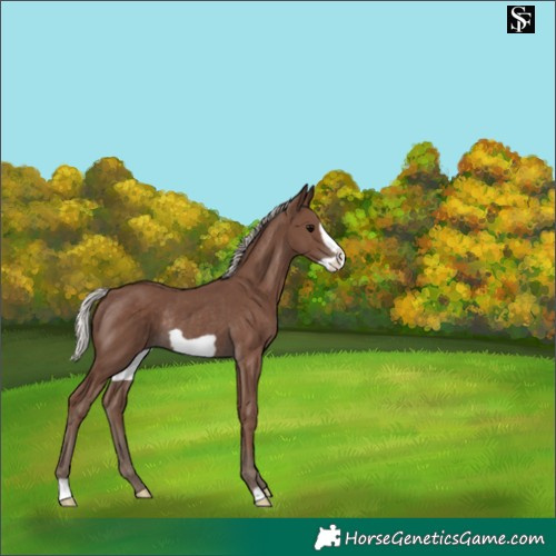 Horse Color:Silver Black Frame Rabicano 