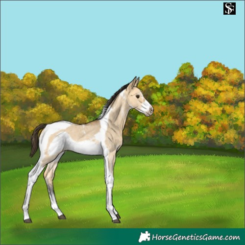 Horse Color:Buckskin Dun Sabino Tobiano Frame Rabicano 