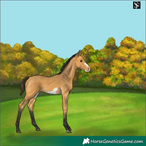 Horse Color:Buckskin Frame 