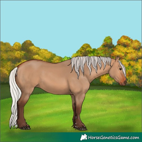 Horse Color:Silver Bay Dun 