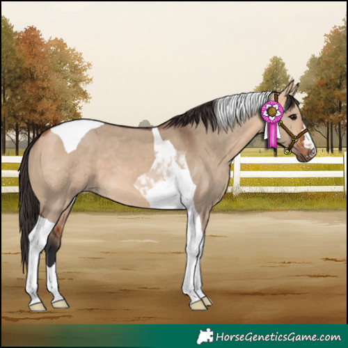 Horse Color:Bay Dun Tobiano