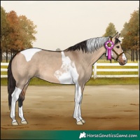 Horse Color:Bay Dun Tobiano