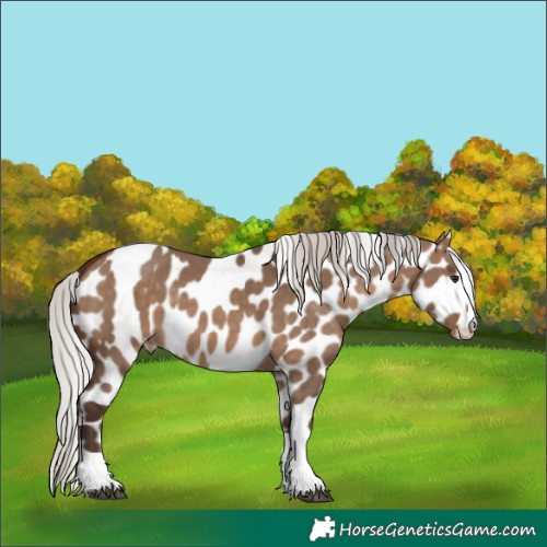 Horse Color:Silver Brown Dun Appaloosa Rabicano 