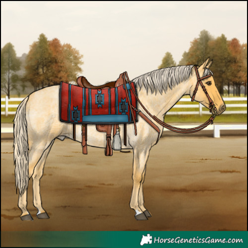 Horse Color:Palomino Roan 