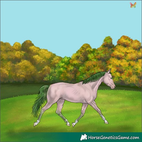 Horse Color:Watercolor Amber Cream Champagne Dun Tobiano
