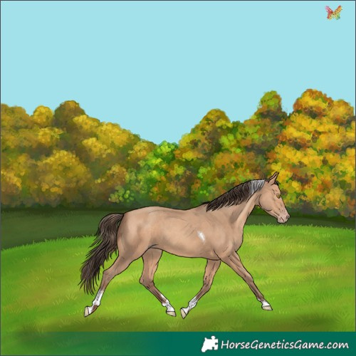 Horse Color:Amber Champagne Tobiano