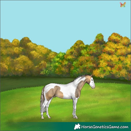 Horse Color:Buckskin Sabino Splash Tobiano Appaloosa 