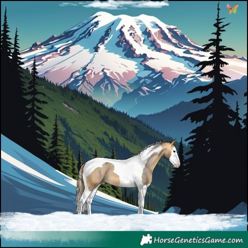 Horse Color:Buckskin Sabino Splash Tobiano Appaloosa 