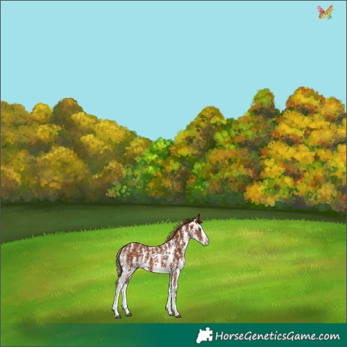 Horse Color:Chestnut Sabino Splash 