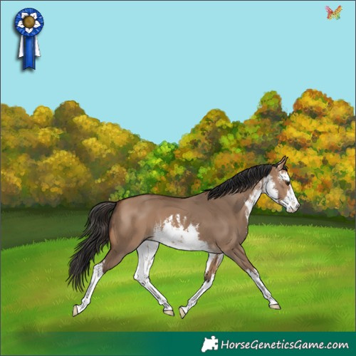 Horse Color:White Spotted Bay Dun 