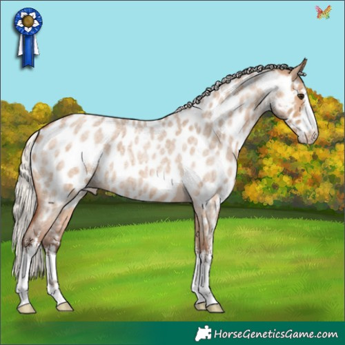 Horse Color:White Spotted Silver Bay Roan Dun Appaloosa 