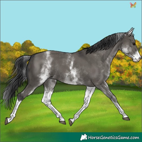 Horse Color:White Spotted Grullo Rabicano 