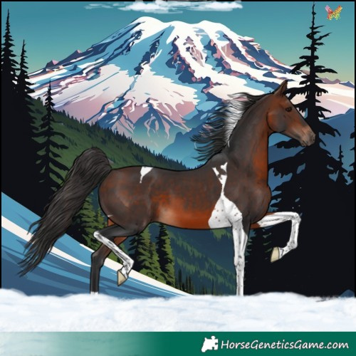 Horse Color:Brown Tobiano 