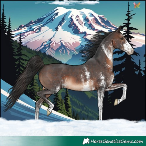 Horse Color:White Spotted Brown 