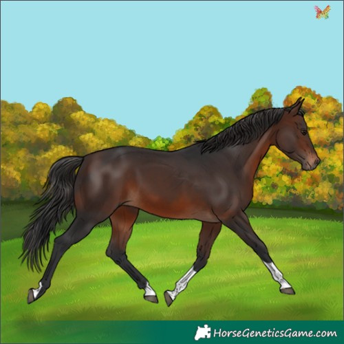 Horse Color:Brown Tobiano 